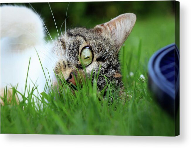 Domestic Cat Acrylic Print featuring the photograph Gaze of a domestic cat by Vaclav Sonnek