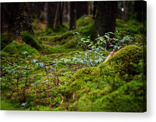 Photo Acrylic Print featuring the photograph Moss under the Spruce by Evan Foster
