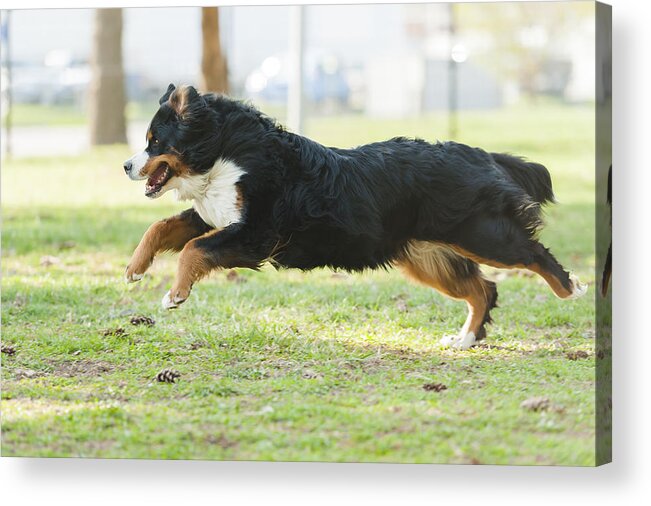 Pets Acrylic Print featuring the photograph A Bernese Mountain Dog sprints by Jill Lehmann Photography