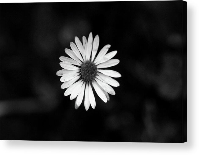 Bellis Perennis Acrylic Print featuring the photograph Black and white bloom of bellis perennis by Vaclav Sonnek