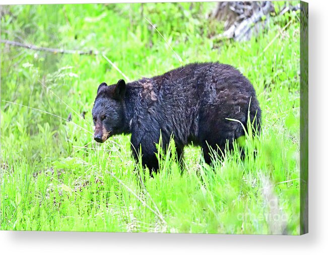 Black Bear Acrylic Print featuring the photograph A Black Bear at Yellowstone by Amazing Action Photo Video
