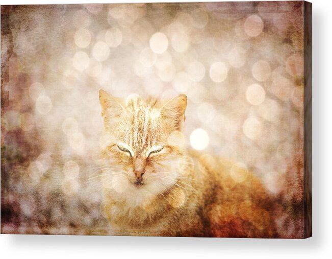 Cat Acrylic Print featuring the photograph A cat dream by Yasmina Baggili