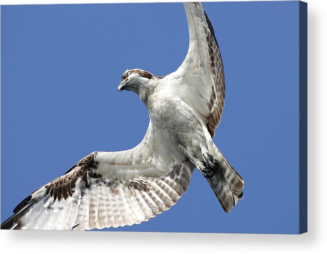 Osprey Acrylic Print featuring the photograph A Close-Up of Osprey by Mingming Jiang