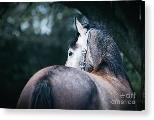 Horse Acrylic Print featuring the photograph A close-up portrait of horse profile in nature by Dimitar Hristov