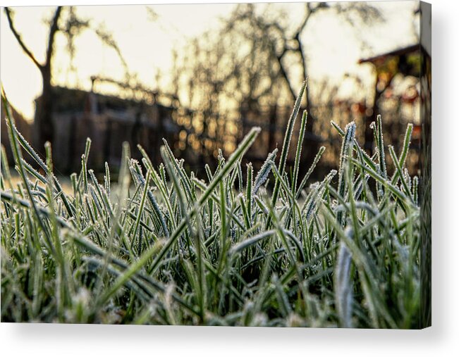 Environment Acrylic Print featuring the photograph Cold ground with stem of grass by Vaclav Sonnek