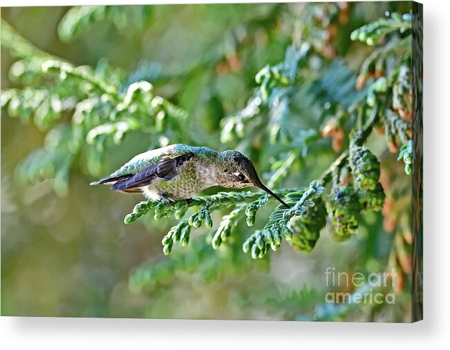 Anna's Hummingbird Acrylic Print featuring the photograph A Curious Anna's Hummingbird by Amazing Action Photo Video