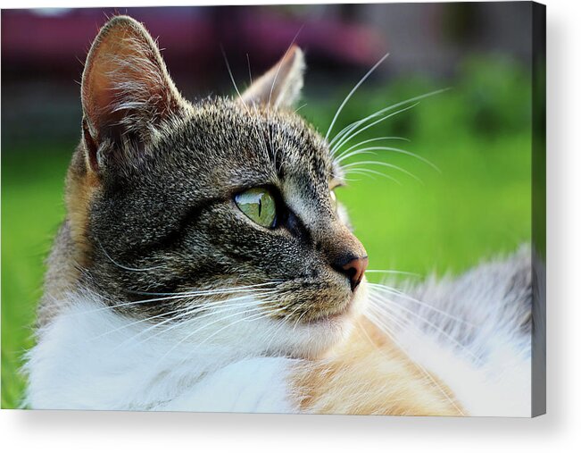 Golden Hour Acrylic Print featuring the photograph A domestic cat view looking away and lying in grass. Relaxing after hard day by Vaclav Sonnek