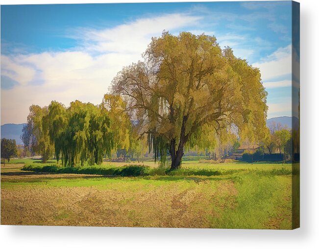 Landscape Acrylic Print featuring the photograph A fainted tree and an oak in the middle of the meadow. by Jordi Carrio Jamila