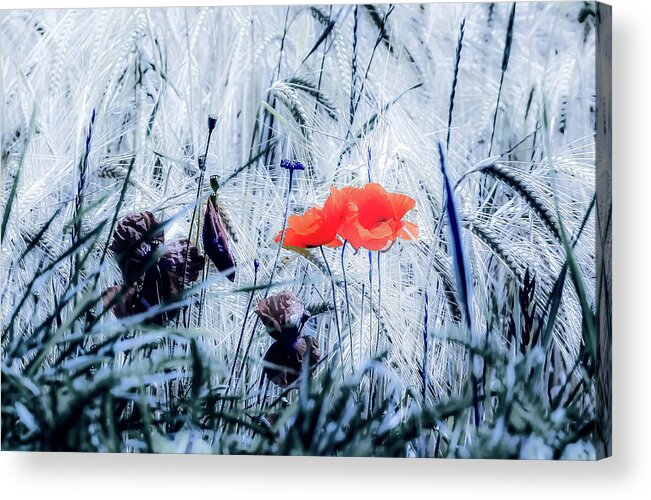 Field Acrylic Print featuring the photograph A Field in England by Christopher Maxum