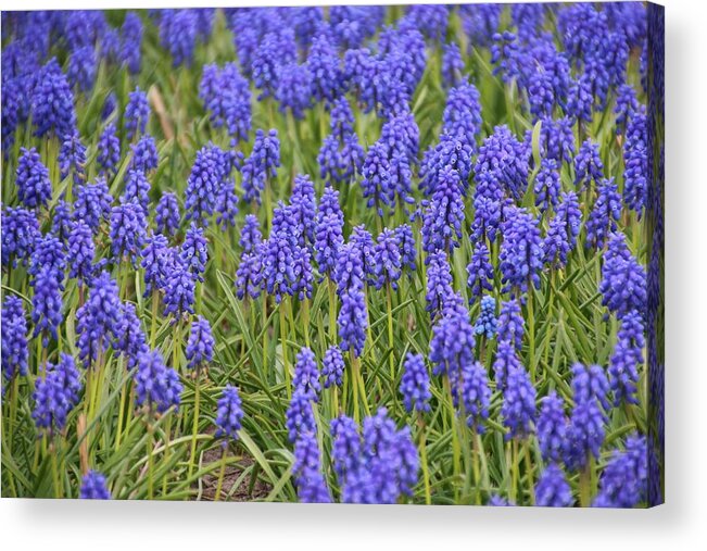 North Holland Acrylic Print featuring the photograph A field of grape hyacinths, Muscari by Frans Sellies