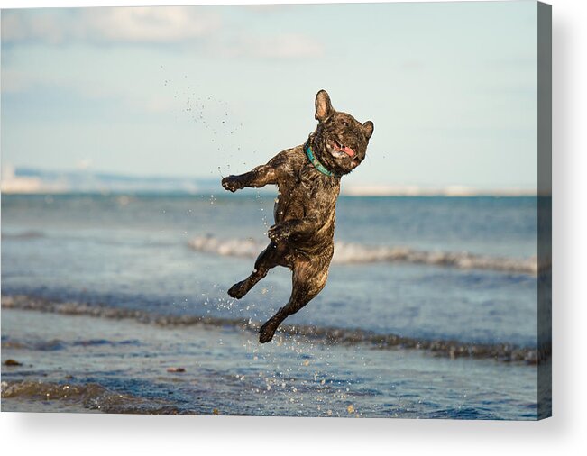 Canine Acrylic Print featuring the photograph A French Bulldog jumping at the beach by Brighton Dog Photography