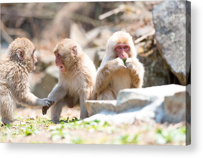 Sitting On Ground Acrylic Print featuring the photograph A gang of snow monkey children by Nopasorn Kowathanakul