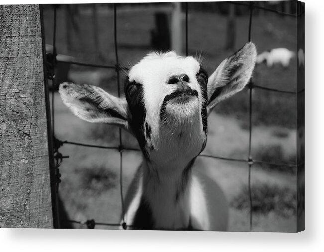 Goat Acrylic Print featuring the photograph A Goat's Smile by Demetrai Johnson