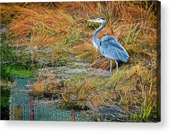 Heron Acrylic Print featuring the photograph A Great Blue by Chuck Burdick