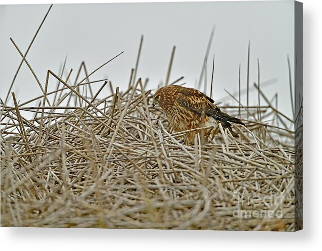 Hawk Acrylic Print featuring the photograph A Hawk by Amazing Action Photo Video