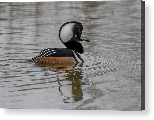 Hooded Merganser Acrylic Print featuring the photograph A Hoodie by Jerry Cahill