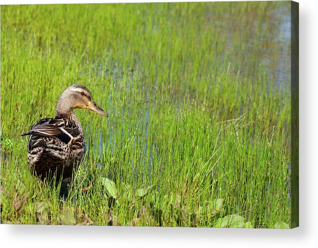 Spring Duck Acrylic Print featuring the photograph A Lone Mallard by Karol Livote