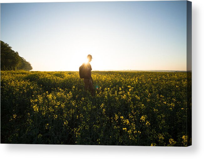 Tranquility Acrylic Print featuring the photograph A Man Hiking Through Canola Fields at Dawn by Photo by Joel Sharpe