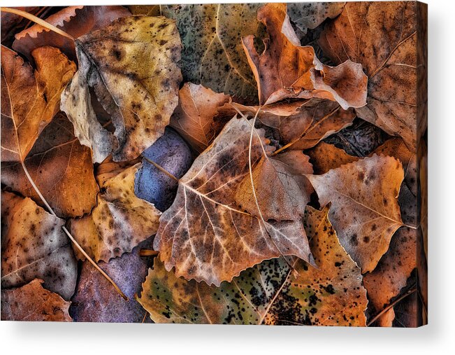 Autumn Acrylic Print featuring the photograph A Mix of Autumn by Steve Sullivan