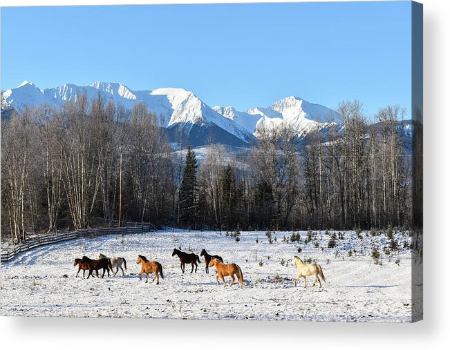 Winter Acrylic Print featuring the photograph A New Day by Listen To Your Horse