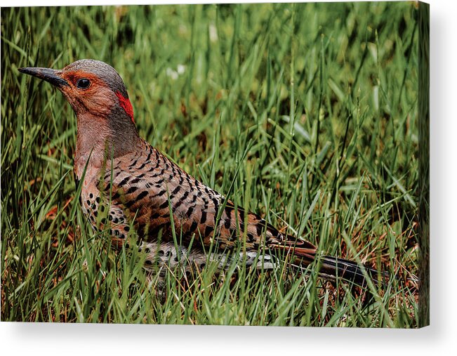 Northern Flicker Acrylic Print featuring the photograph A Northern Flicker by Rich Kovach