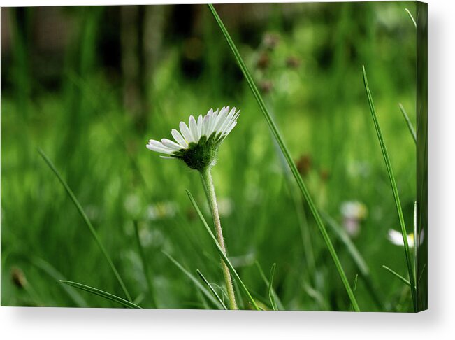Bellis Perennis Acrylic Print featuring the photograph A one daisy in the middle of grassland. View is from down heading up. Springtime and summer come to our lands by Vaclav Sonnek