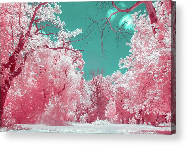 Pink Acrylic Print featuring the photograph A Park in Pink by Auden Johnson