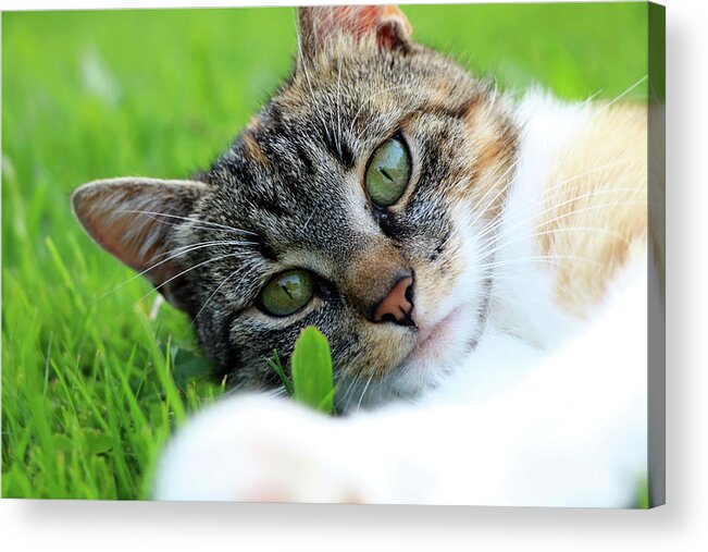 Golden Hour Acrylic Print featuring the photograph A part of body of domestic cat lying in grass and looking on camera in right moment by Vaclav Sonnek