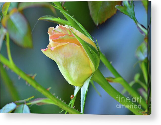 Rose Bud Acrylic Print featuring the photograph A Pink Rose Bud by Amazing Action Photo Video