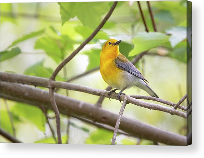 Prothonotary Warbler Acrylic Print featuring the photograph A Prothonotary Warbler is Perched in the Croatan National Forest by Bob Decker