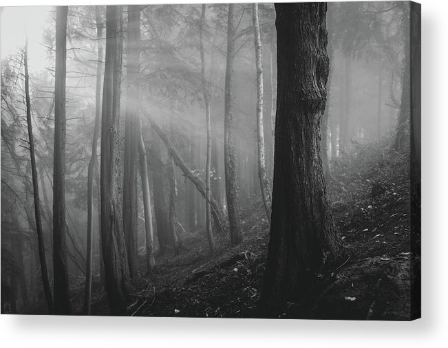 Forest Acrylic Print featuring the photograph A ray of light by Gavin Lewis