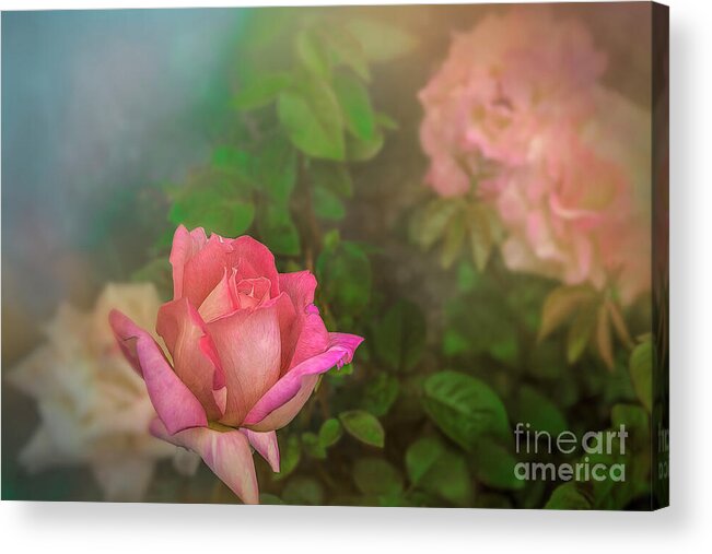 Rose Acrylic Print featuring the photograph A Rose for Mother by Shelia Hunt