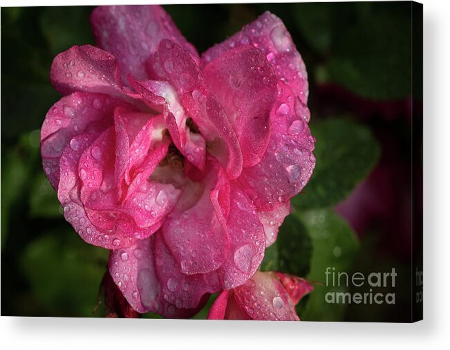 Plant Acrylic Print featuring the photograph A Rose in the Morning by Nancy Gleason