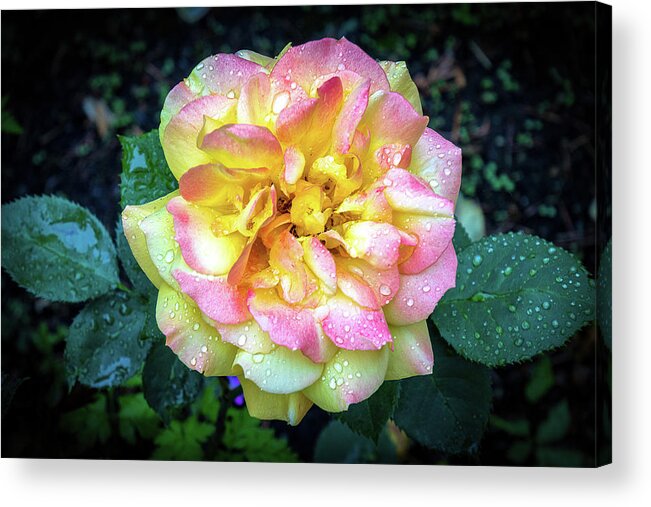 Fairwinds Acrylic Print featuring the photograph A Rose in the Rain II by Phyllis McDaniel