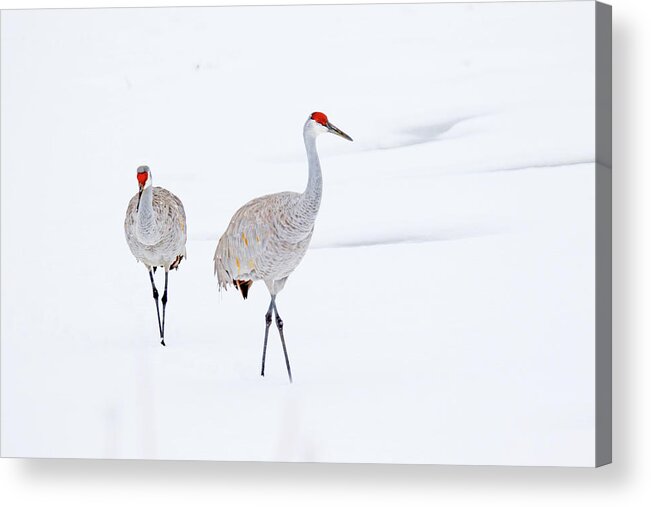 Sandhill Cranes; Wild Bird; Winter; Snow; Michigan Acrylic Print featuring the photograph A Sandhill Crane Couple Walking in Snow by Shixing Wen