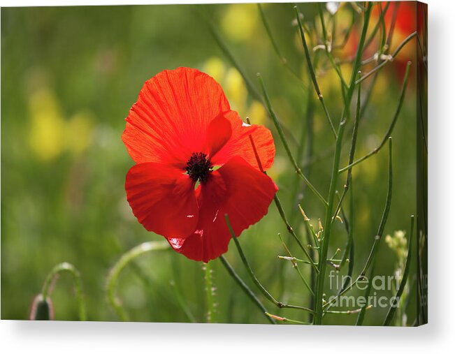 Uk Acrylic Print featuring the photograph A Single Poppy, Yorkshire by Tom Holmes Photography