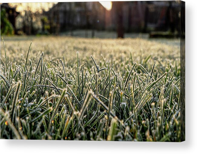 Environment Acrylic Print featuring the photograph Stem of grass are covering snow. by Vaclav Sonnek