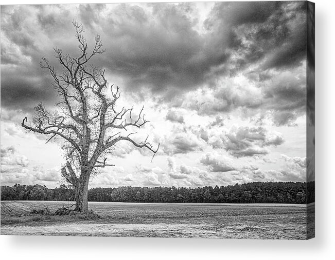 Tree Acrylic Print featuring the photograph A Tree With Great Character - Eastern North Carolina by Bob Decker