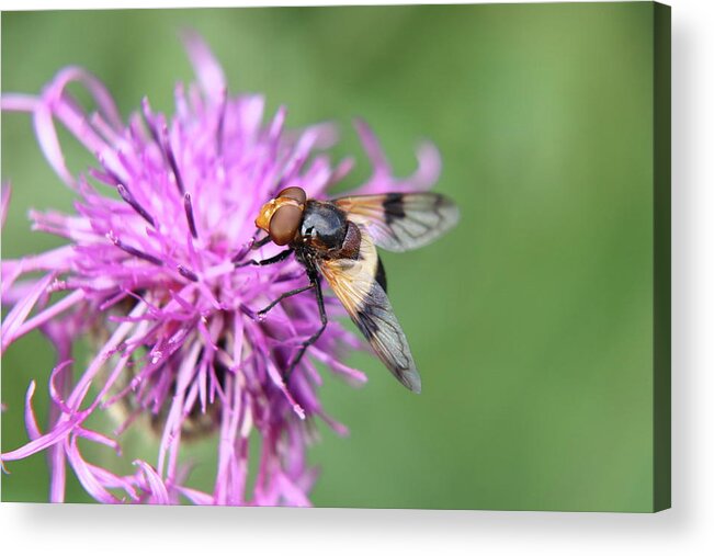 Volucella Pellucens Acrylic Print featuring the photograph A Volucella pellucens pollinating red clover by Vaclav Sonnek