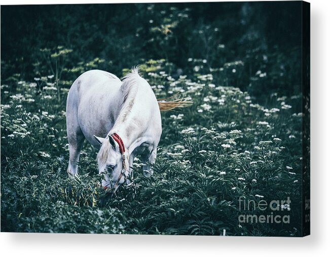 Horse Acrylic Print featuring the photograph A white horse grazes on a meadow II by Dimitar Hristov