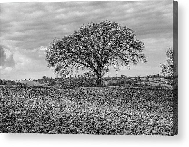Nature Acrylic Print featuring the photograph A Winter's Tree in Umbria by W Chris Fooshee