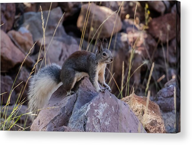 Squirrel Acrylic Print featuring the photograph Abert's Squirrel by Laura Putman