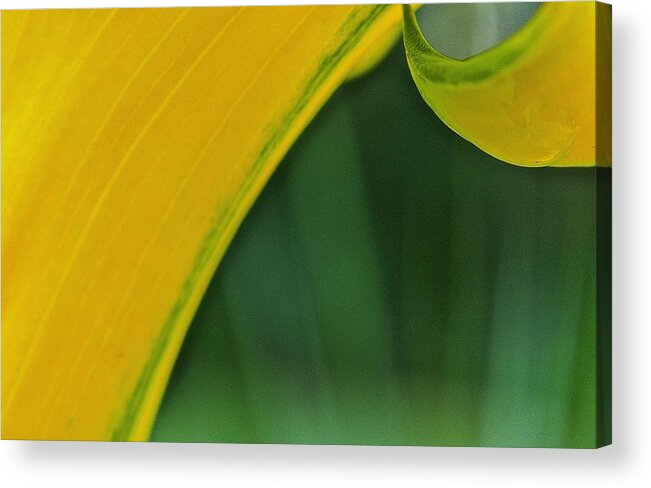 Abstract Acrylic Print featuring the photograph Abstract Gold And Green by Alida M Haslett