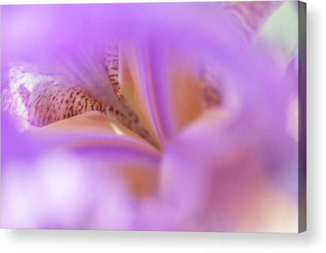  Acrylic Print featuring the photograph Abstract Macro Of Iris Minnie Colquitt by Jenny Rainbow