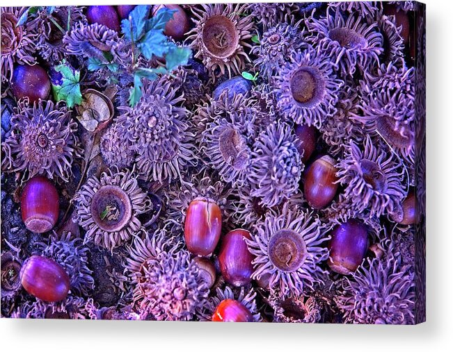 Abstract Acrylic Print featuring the digital art Acorns, Pods, And Seeds by David Desautel