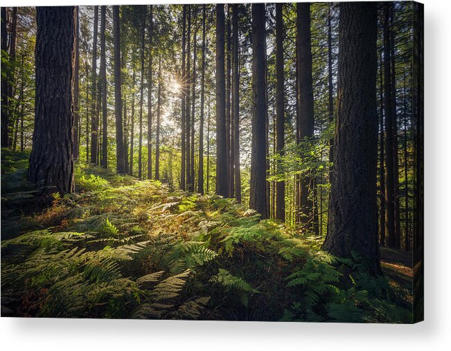 Forest Acrylic Print featuring the photograph Acquerino nature reserve forest. Trees and ferns in the morning. by Stefano Orazzini