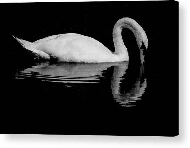 Mute Swan Acrylic Print featuring the photograph Alone or Lonely by Linda Bonaccorsi