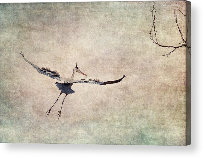 Heron Acrylic Print featuring the photograph Aerial Ballet by Dale Kincaid