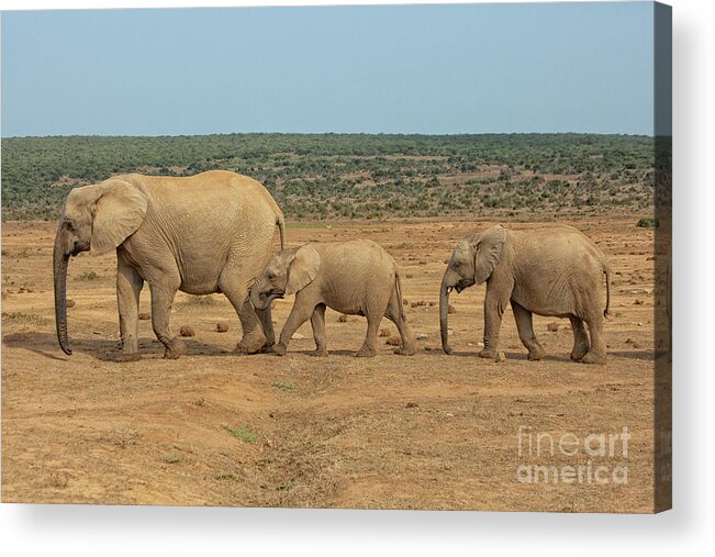 Africa Acrylic Print featuring the photograph African elephant family in a row in South Africa by Patricia Hofmeester