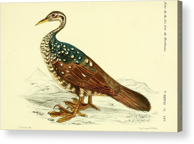 Bird Acrylic Print featuring the mixed media African Finfoot by World Art Collective